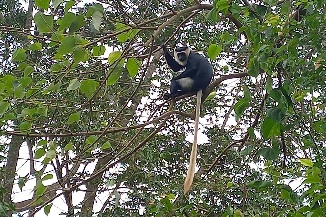 a medium sized dark colored primate with a long white tail sitting on a branch high up in the trees