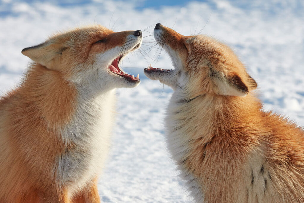 two brown, orange, and tan foxes with open mouths facing each other with snow in the background