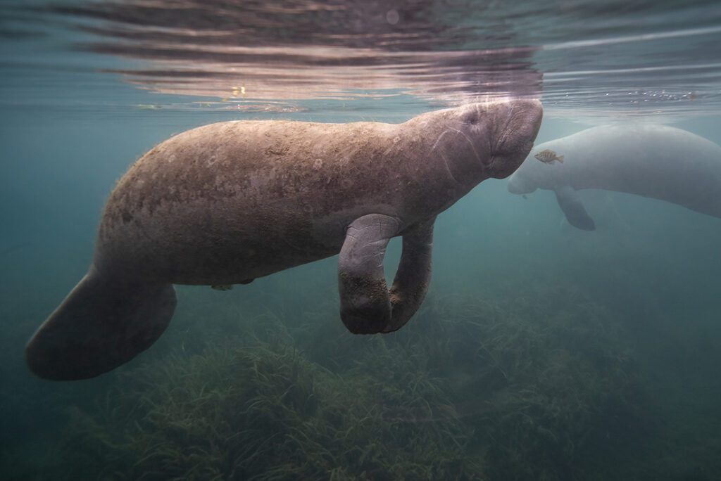 two manatees near the surface of a clear and shallow body of water