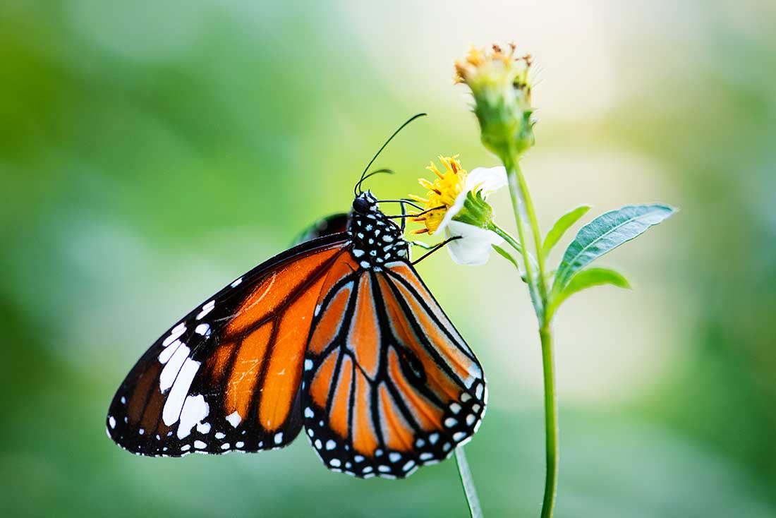 a black, white, and orange butterfly perched on a yellow and white flower