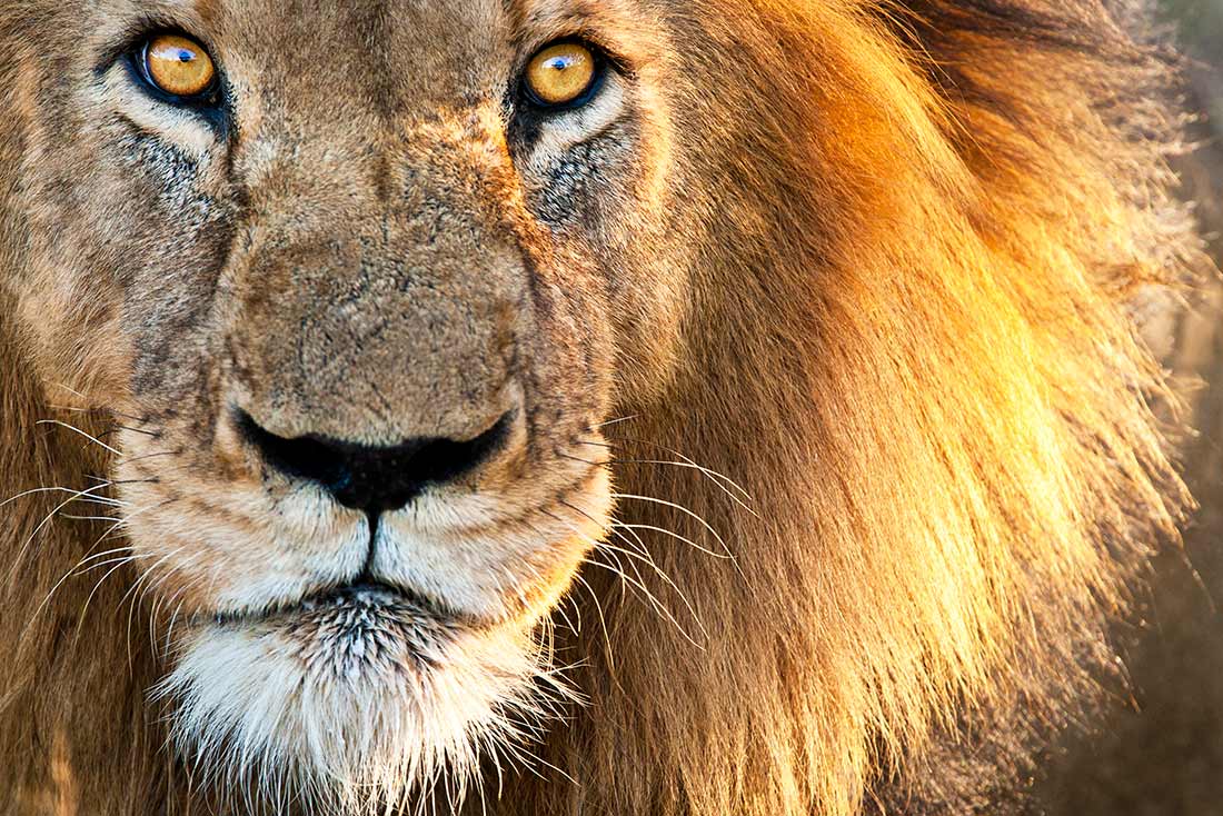 an adult male lion looking into the camera