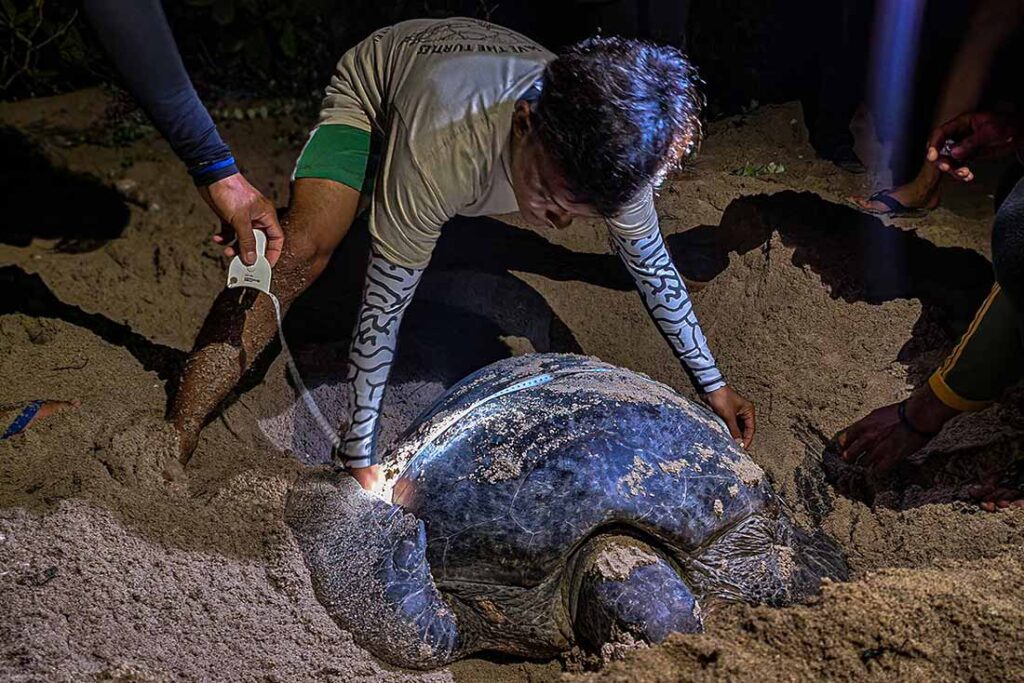 a man holds a tape measure while another uses it to measure the carapace of a sea turtle on the beach in the dark