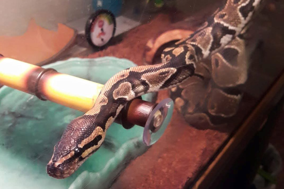 A ball python rests on a perch in a terrarium, with its patterned body and head visible. The enclosure features a water dish and leafy decor, creating a calm, natural habitat.