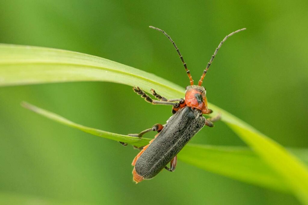A red and black insect with long antennae clings to a green blade of grass against a soft-focus green background, conveying a serene nature scene.