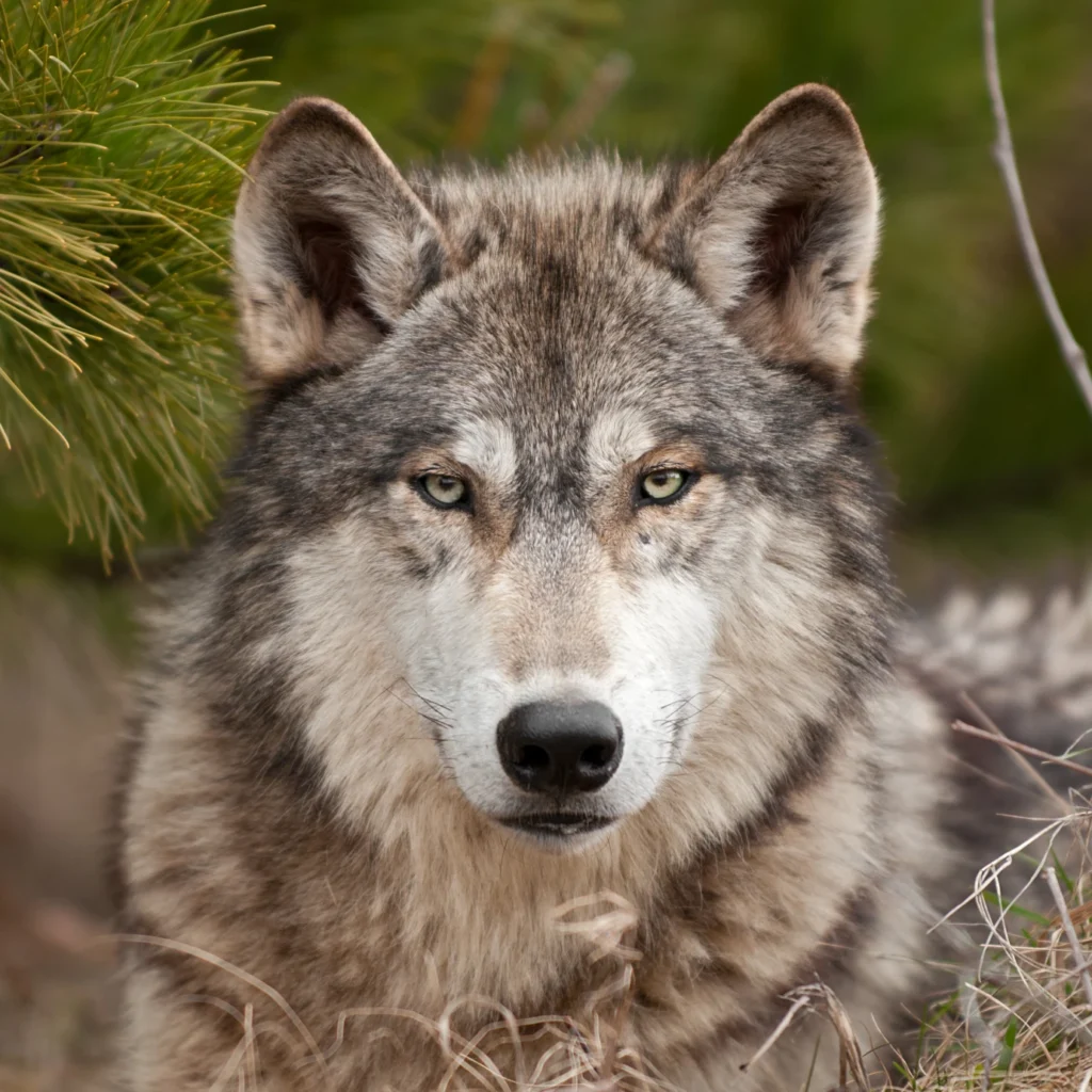 Wolf | Conservation Nation | wildlife conservation network