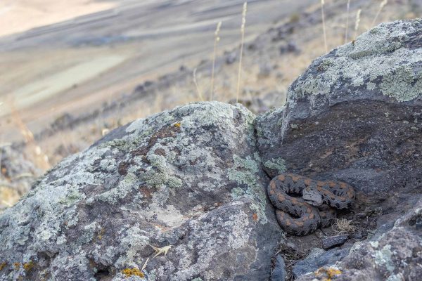 viper resting on some rocks on a hillside in Armenia