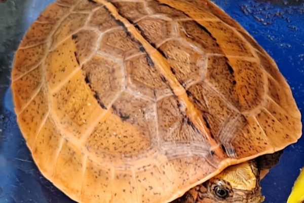 Southern Vietnamese box turtle hatchling
