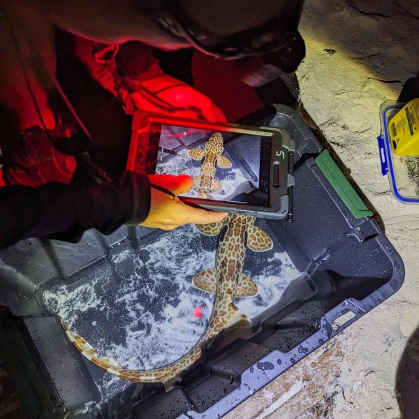 a scientist wearing a head lamp uses a tablet to take a photo of a shark in a black bin on a sandy beach