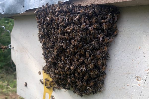 a swarm of bees on a bee hive fence in Tanzania