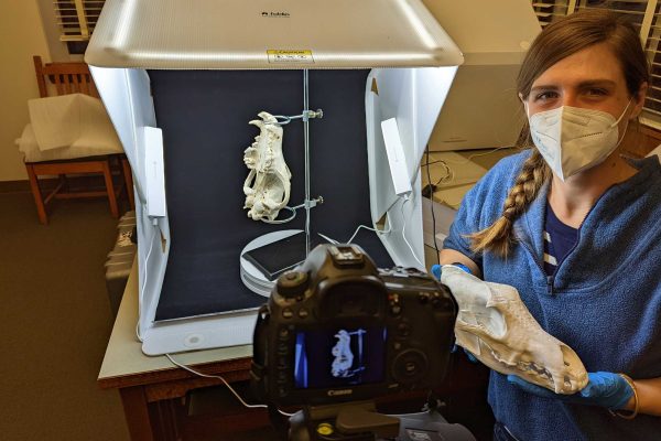 Conservation Nation Grantee Maddy Jackson holding a wolf skull in a photo lab