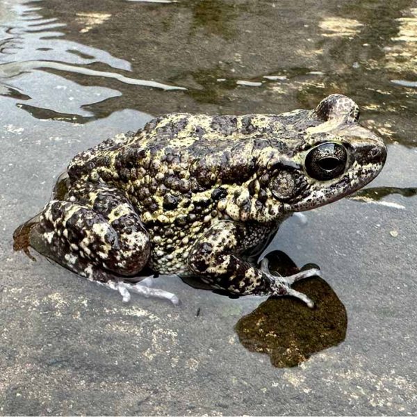 closeup of a frog with brown and tan skin sitting in very shallow water