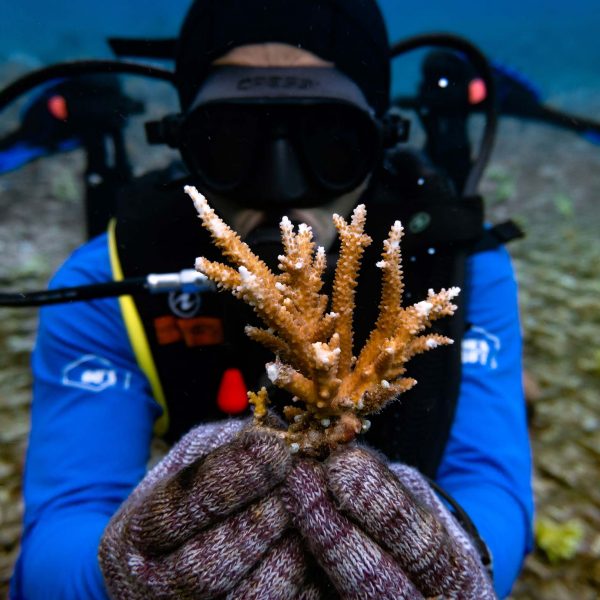 person in scuba diving gear under water holding a coral