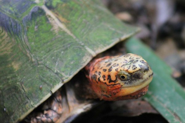 closeup of a turtle with orange and black markings on its head and a green shell