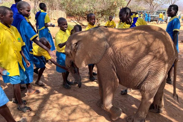 young students from Kenya wearing blue and yellow uniforms interacting with a baby elephant